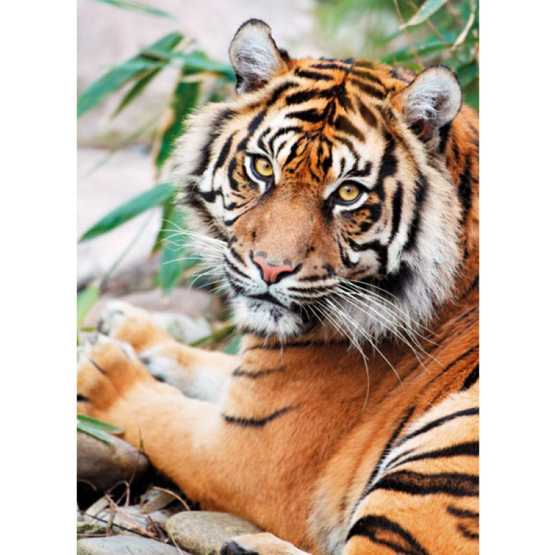 Puzzla Sumatran Tiger 1000 delova Clementoni, 39295 