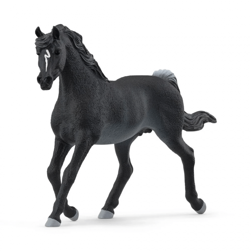 Arabian pastuv 13981 