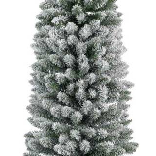 Novogodišnja jelka Pencil pine snowy 240cm 