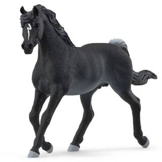 Arabian pastuv 13981 