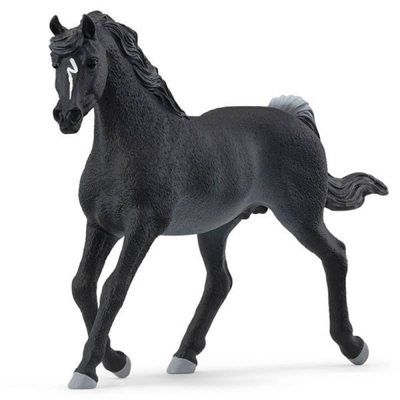 Arabian pastuv 13981 