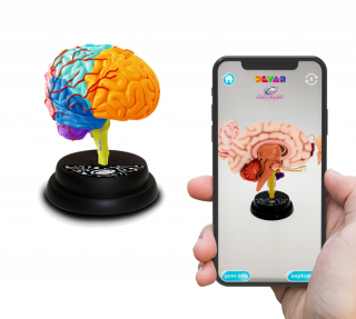 Model ljudskog mozga 95/35001 