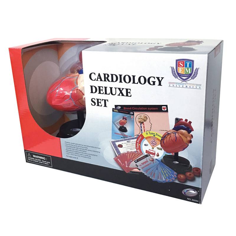 Set anatomija srca ECL36094 