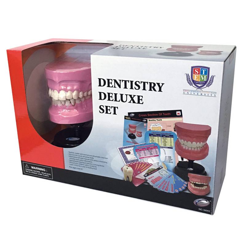 Set za pranje zuba-Anatomija vilice ECL36093 