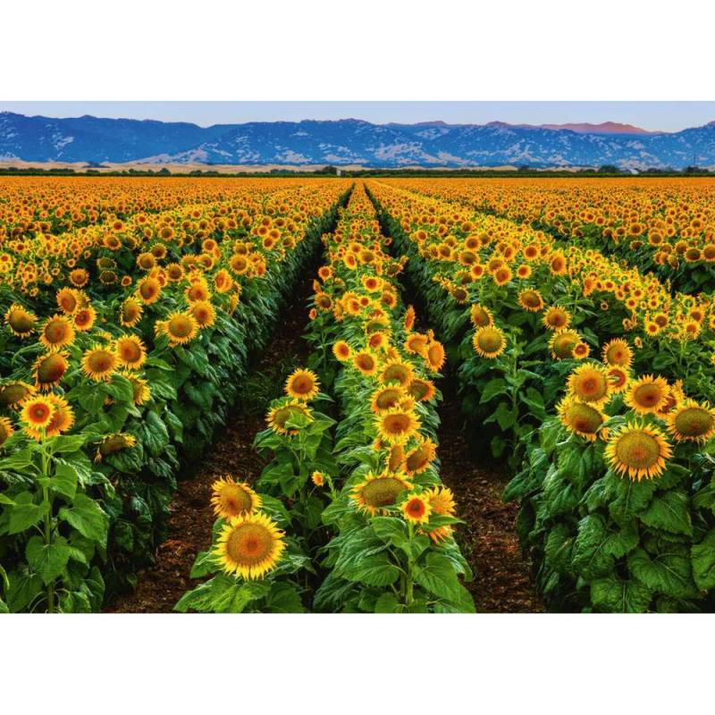 Puzzla Suncokreti RA15288 