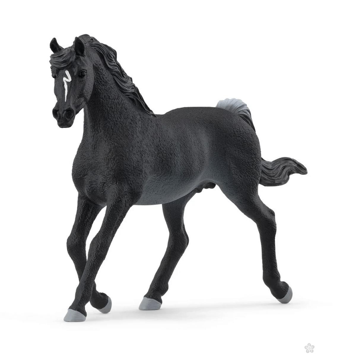 Arabian pastuv 13981 
