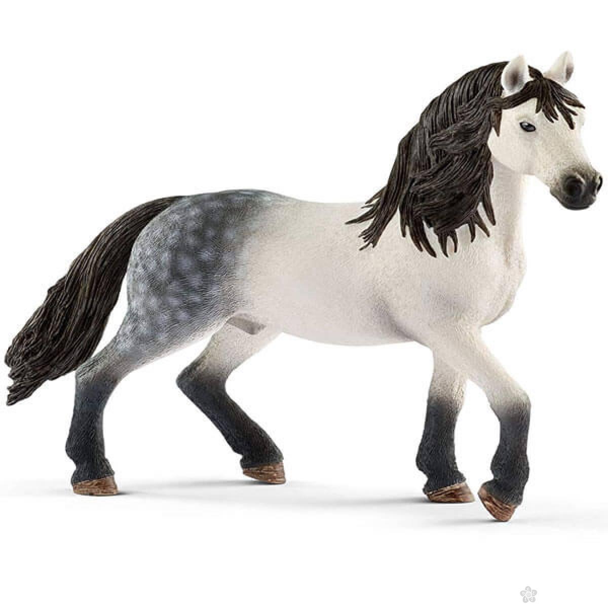 Andalusian pastuv 13821 