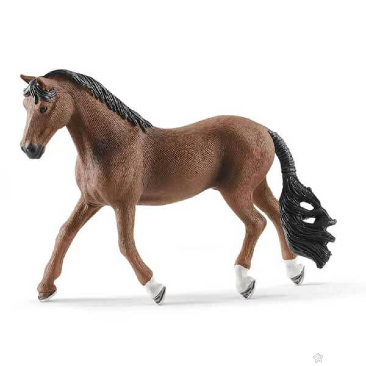 Trakehner pastuv 13909 