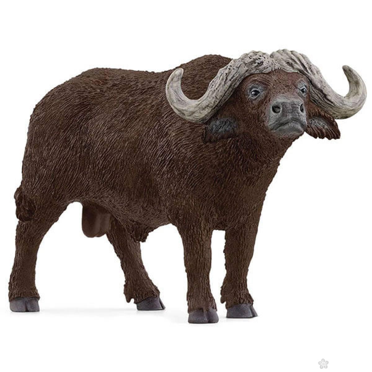 Afrički bufalo 14872 