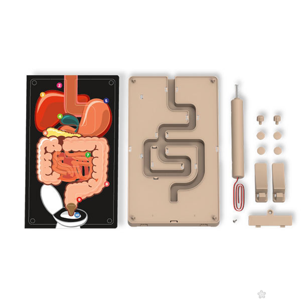 Kidz Labs-Digestive System Buz 4M32546 