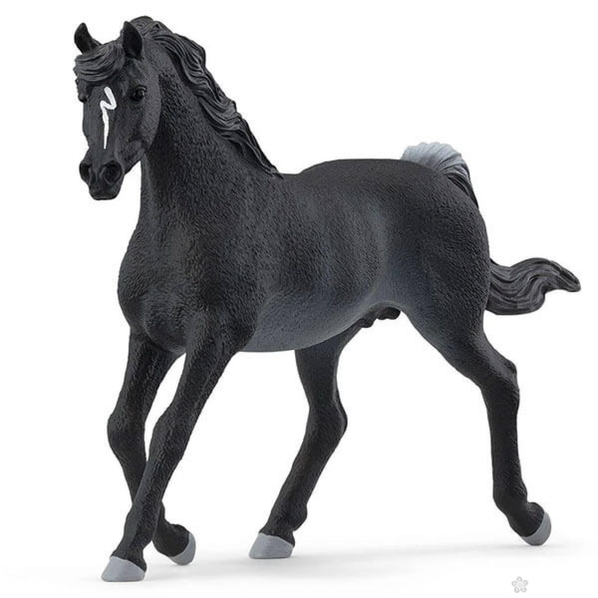 Arabian pastuv 13981 