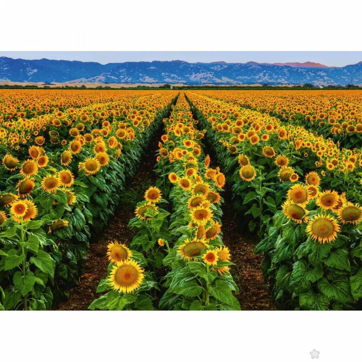 Puzzla Suncokreti RA15288 